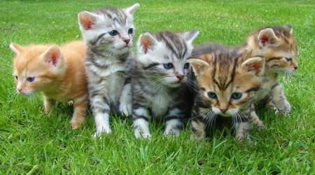 Kittens 555822 1280