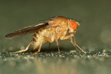 Fruit Fly Drosophila Immigrans 13114869053